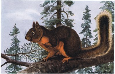 Douglas Squirrel Lives Amid Towering Evergreens by Louis Agassiz Fuertes